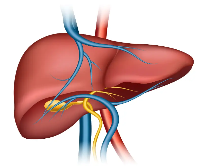 Kidney & Liver Disorders- 42361- manahomeo.com
